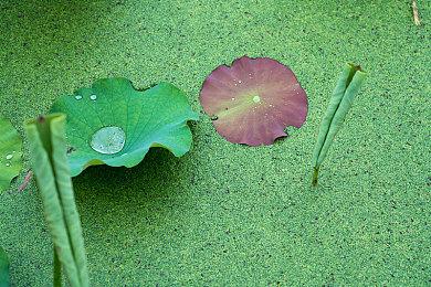 《怪兽农场1+2DX》举行世界大赛 全球玩家均可参与